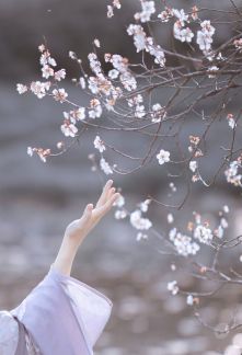 Tuyết Lạc Hồng Trần